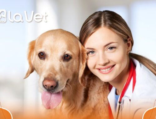 A importância do cuidado da saúde animal
